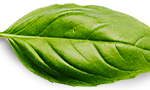 basil-leaf.png