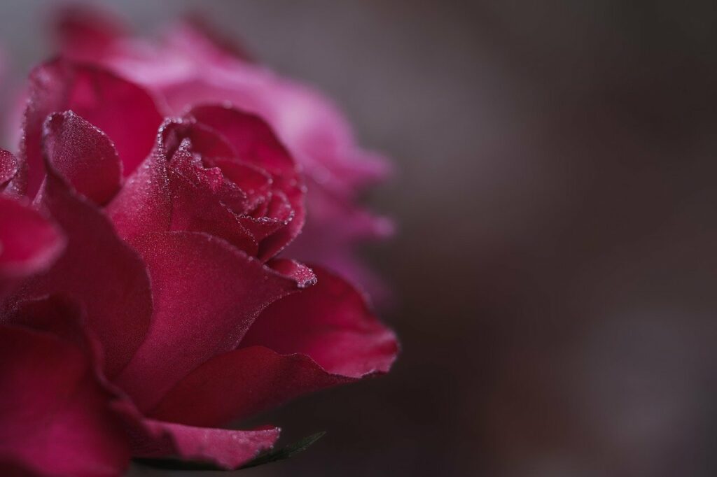 rose, flower, pink-7601409.jpg